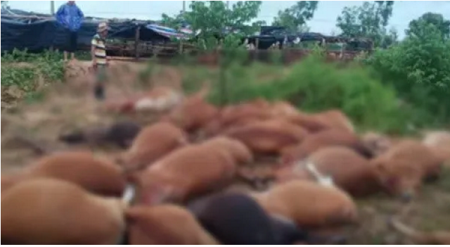 海南東方市42頭牛被雷電劈死，農(nóng)業(yè)局：被電暈戶主已無大礙